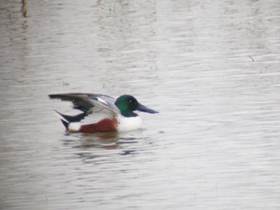 Northern Shoveler