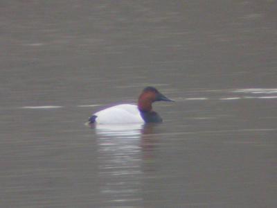 Canvasback