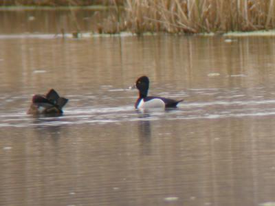 Ring-necked Duck