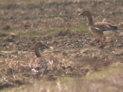 u42/mctodd/medium/29119837.beangoose3.jpg