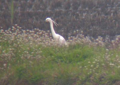 Little Egret