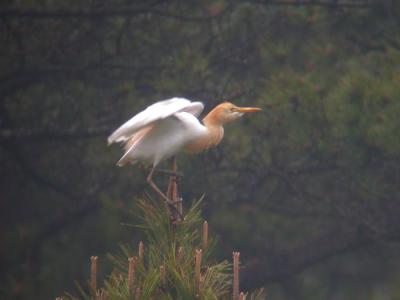 Cattle Egret