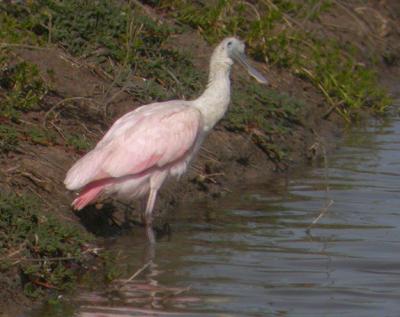 Roseate Spoonbill