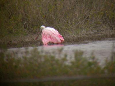 Roseate Spoonbill