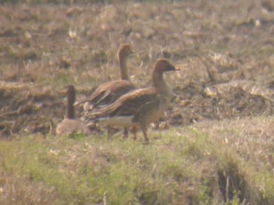 u42/mctodd/medium/39662941.beangoose.jpg