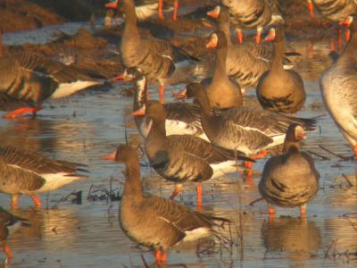 Greater White-fronted  Geese