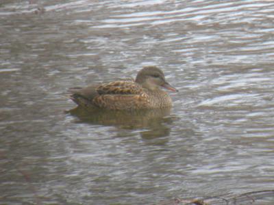 Gadwall
