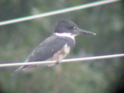 Belted Kingfisher