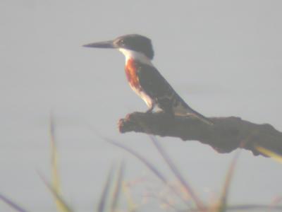 u42/mctodd/medium/40635782.greenkingfisher2.jpg