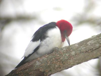 Red-headed Woodpecker