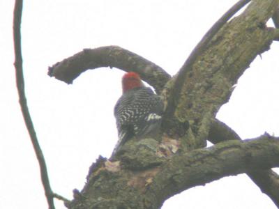 Red-bellied Woodpecker