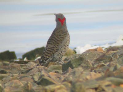 Northern Flicker