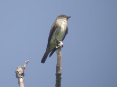 Olive-sided Flycatcher