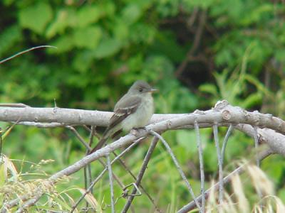 Eastern Wood-Pewee