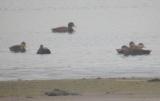 American Black Duck