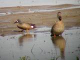 Blue-winged Teal