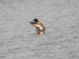 Greater Scaup