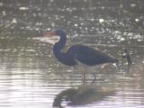 Tricolored Heron