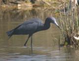Little Blue Heron
