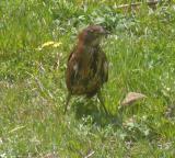 Japanese Night Heron