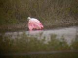 Roseate Spoonbill