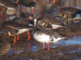Snow Goose x Greater White-fronted Goose
