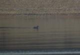 White-winged Scoter