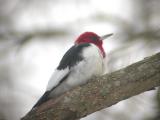 Red-headed Woodpecker