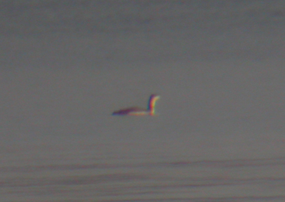 Red-throated Loon