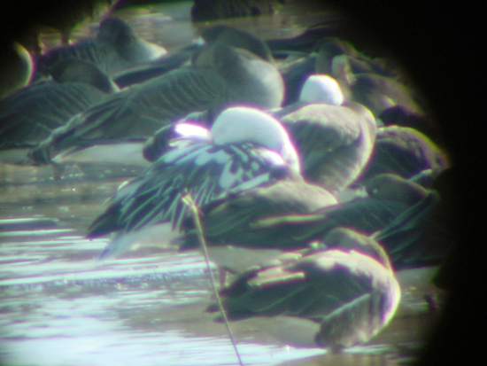 Snow Goose