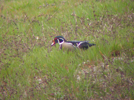 Wood Duck