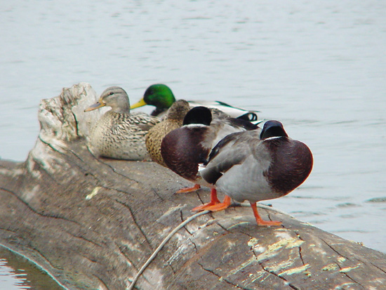 Mallard