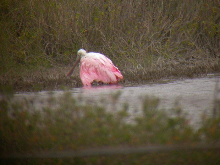 Roseate Spoonbill