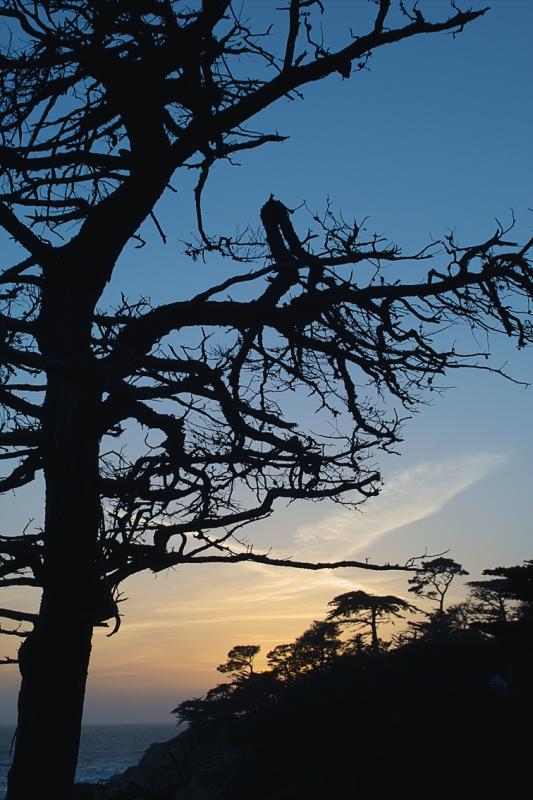 17 Mile Drive