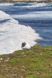 17 Mile Drive