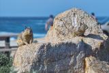 17 Mile Drive