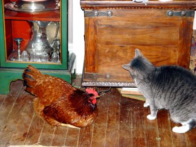 Boudicca unsure of the pecking order
