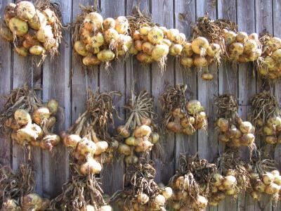 drying the onions - village life