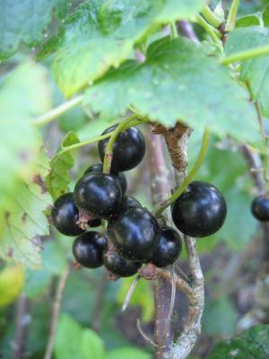 ... and black currant