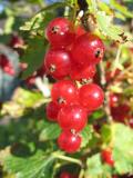i miss picking red currant berries from your garden in Estonia