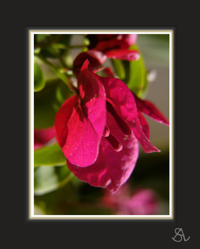 Bougainvillea Bracts