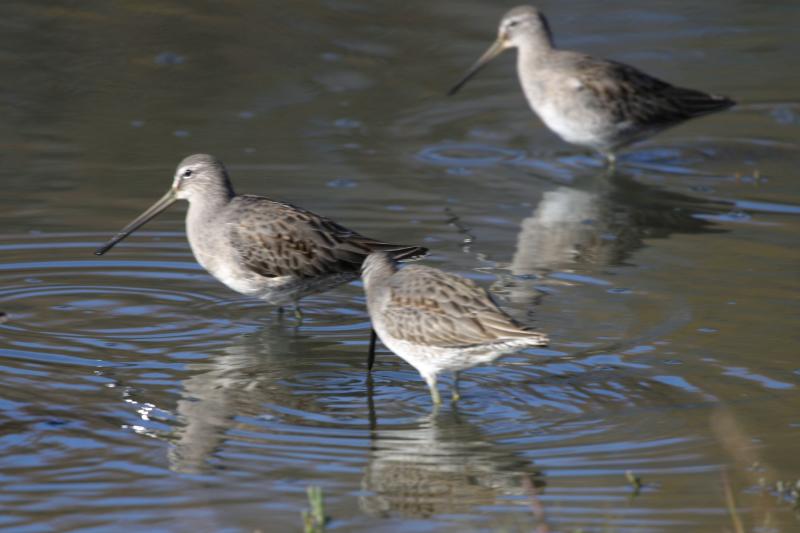 Longbilled Dowitchers