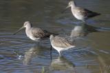 Longbilled Dowitchers