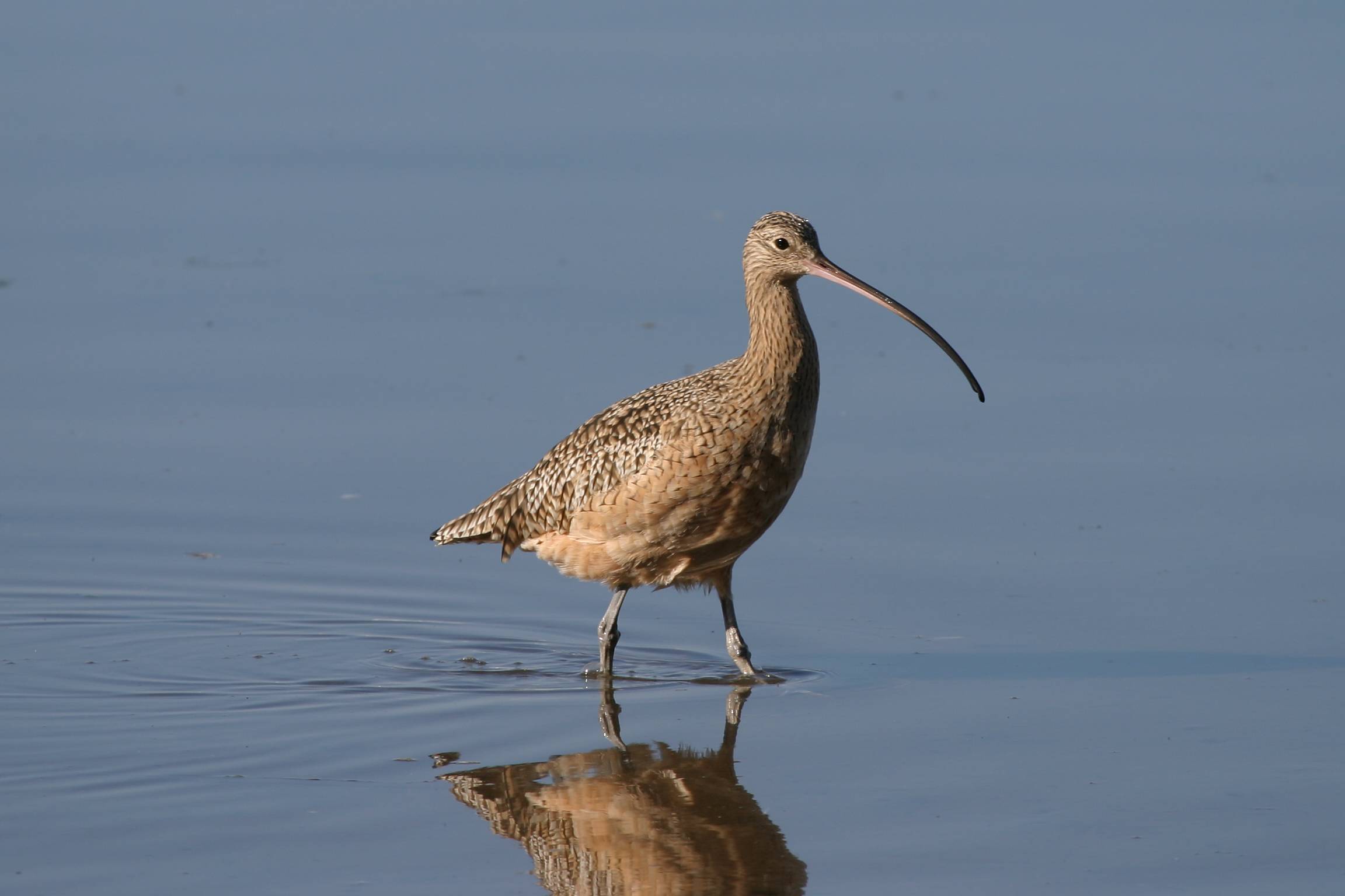 Longbilled Curlew