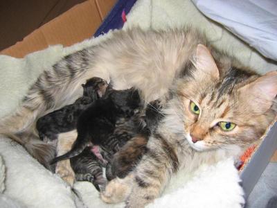 Newborn kittens with mom Aliisa
