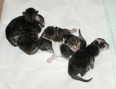 Kittens one day old