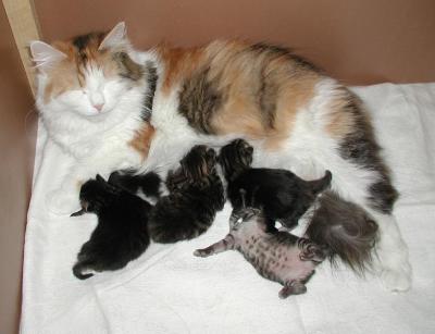 Mom Siiri and four days old kittens!