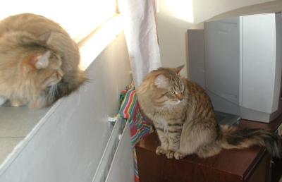 Rami and his feline friend Mindi (Taimyrin Amfitrite)