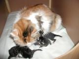 Mom Siiri taking care of her newborn kittens