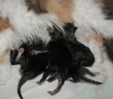 A dark group of kittens.